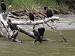 1-Monte de los umbues-cormorans